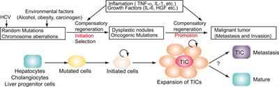 HCV and tumor-initiating stem-like cells